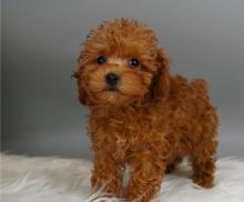 Puppies for sale poodle - Cyprus, Limassol