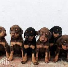 Puppies for sale doberman - Spain, Valencia