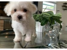 Puppies for sale maltese - Lithuania, Vilnius