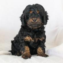 Puppies for sale other breed - Poland, Bedzin