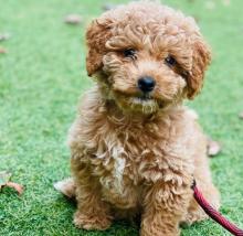 Puppies for sale mixed breed, cockapoo - Finland, Helsinki