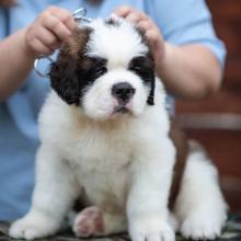 Puppies for sale other breed, saint bernard - Canada, Alberta