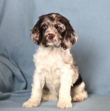 Puppies for sale cocker spaniel - Finland, Lapperanta