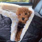 Puppies for sale poodle - Spain, Santa Cruz de Tenerife