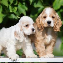 Puppies for sale cocker spaniel - France, Paris