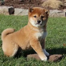 Puppies for sale other breed, shiba inu - Cyprus, Ayia Napa