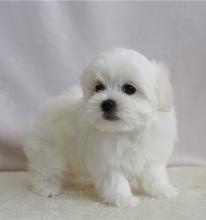 Puppies for sale maltese - Lithuania, Kaunas