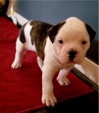 Puppies for sale american bulldog - Spain, Madrid