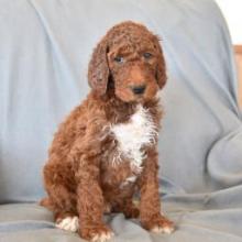 Puppies for sale poodle - Lithuania, Jonishkis