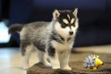 Puppies for sale , pomsky - Netherlands, Eindhoven. Price 10 €