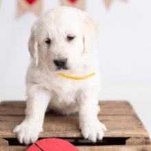 Puppies for sale golden retriever - Poland, Sosnowiec