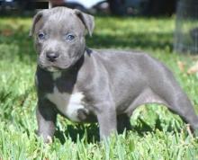 Puppies for sale american pit-bull terrier - Germany, Munich. Price 11 $