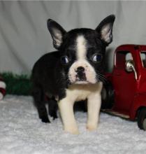 Puppies for sale boston terrier - Hungary, Budapest