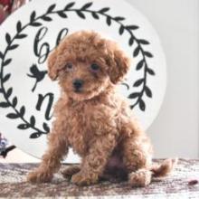 Puppies for sale toy-poodle - Sweden, Helsingborg