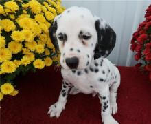 Puppies for sale dalmatian - Slovakia, Banska Bystrica