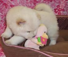 Puppies for sale chow chow - Sweden, Lulea