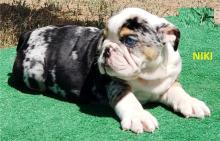 Puppies for sale english bulldog - Ukraine, Khmelnitsky