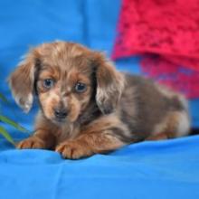 Puppies for sale dachshund - Belarus, Maladzyechna