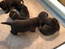 Puppies for sale labrador - Greece, Piraeus