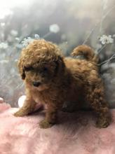 Puppies for sale toy-poodle - United Kingdom, Plymouth