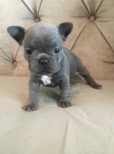 Puppies for sale french bulldog - Sweden, Norcheping