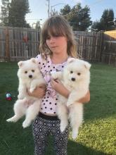 Puppies for sale japanese spitz - Cyprus, Limassol