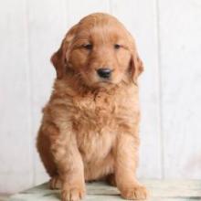 Puppies for sale golden retriever - United Kingdom, Edinburgh