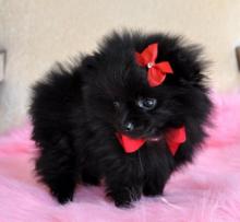 Puppies for sale pomeranian spitz - United Kingdom, Cardiff. Price 11 €