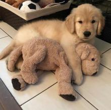 Puppies for sale golden retriever - Ireland, Cork