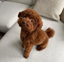 Puppies for sale toy-poodle - Ireland, Cork