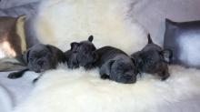 Puppies for sale french bulldog - France, Paris. Price 11 €