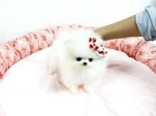 Puppies for sale pomeranian spitz - Austria, Vienna. Price 100 €