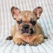 Puppies for sale french bulldog - Ukraine, Dnipropetrovsk