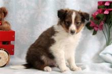 Puppies for sale sheltie (shetland sheepdog) - Ireland, Dublin. Price 12 €