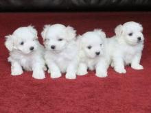 Puppies for sale maltese - Poland, Jani