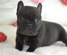 Puppies for sale french bulldog - Sweden, Helsingborg