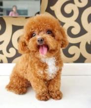 Puppies for sale toy-poodle - Netherlands, Eindhoven