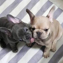 Puppies for sale french bulldog - Germany, Freiburg