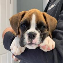 Puppies for sale boxer - United Kingdom, Ullapool