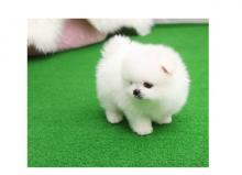 Puppies for sale pomeranian spitz - Sweden, Kalmar