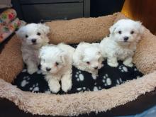 Puppies for sale maltese - Cyprus, Nicosia