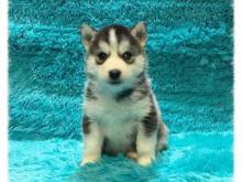 Puppies for sale , pomsky - Sweden, Stockholm. Price 11 €