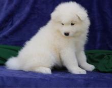 Puppies for sale samoyed dog (samoyed) - Spain, Bilbao