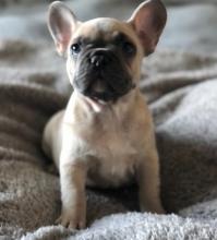 Puppies for sale french bulldog - Ireland, Dublin. Price 11 €