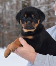 Puppies for sale rottweiler - Finland, Pori. Price 11 €