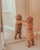 Puppies for sale , cockapoo pups - USA, Idaho