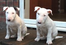 Puppies for sale bull terrier - Germany, Berlin