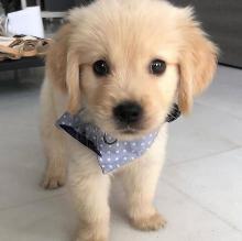 Puppies for sale golden retriever - Canada, Alberta, Calgary