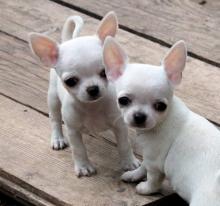 Puppies for sale chihuahua - Germany, Gelsenkirchen