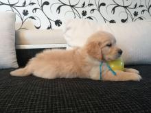 Puppies for sale golden retriever - Lithuania, Kayschyadoris